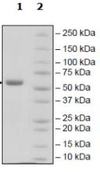 SDS-PAGE (ULBP1-12H).jpg